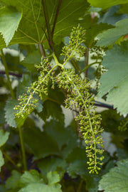 Vitis vinifera &
