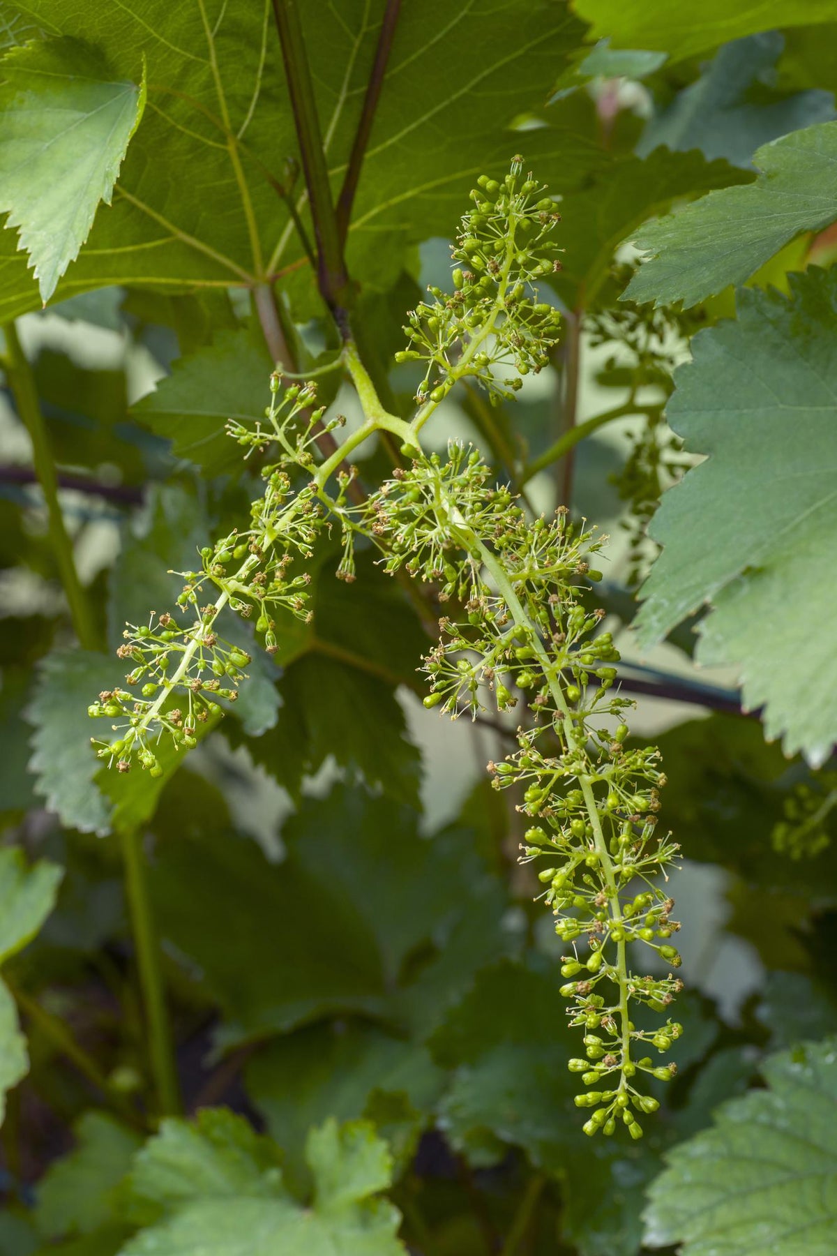 Detailfoto van Vitis vinifera 'Johanniter' - Witte Druif