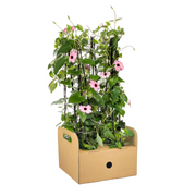 4x Thunbergia alata Sunny Susy Rose Sensation