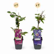 Clematis duo blauw en rood - bosrank - set van 2 - Ø9 cm
