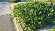 Euonymus fort. &