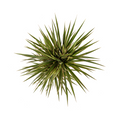 Dracaena Marginata Bicolor, plant in pot