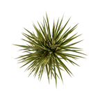 Dracaena Marginata Bicolor, plant in pot