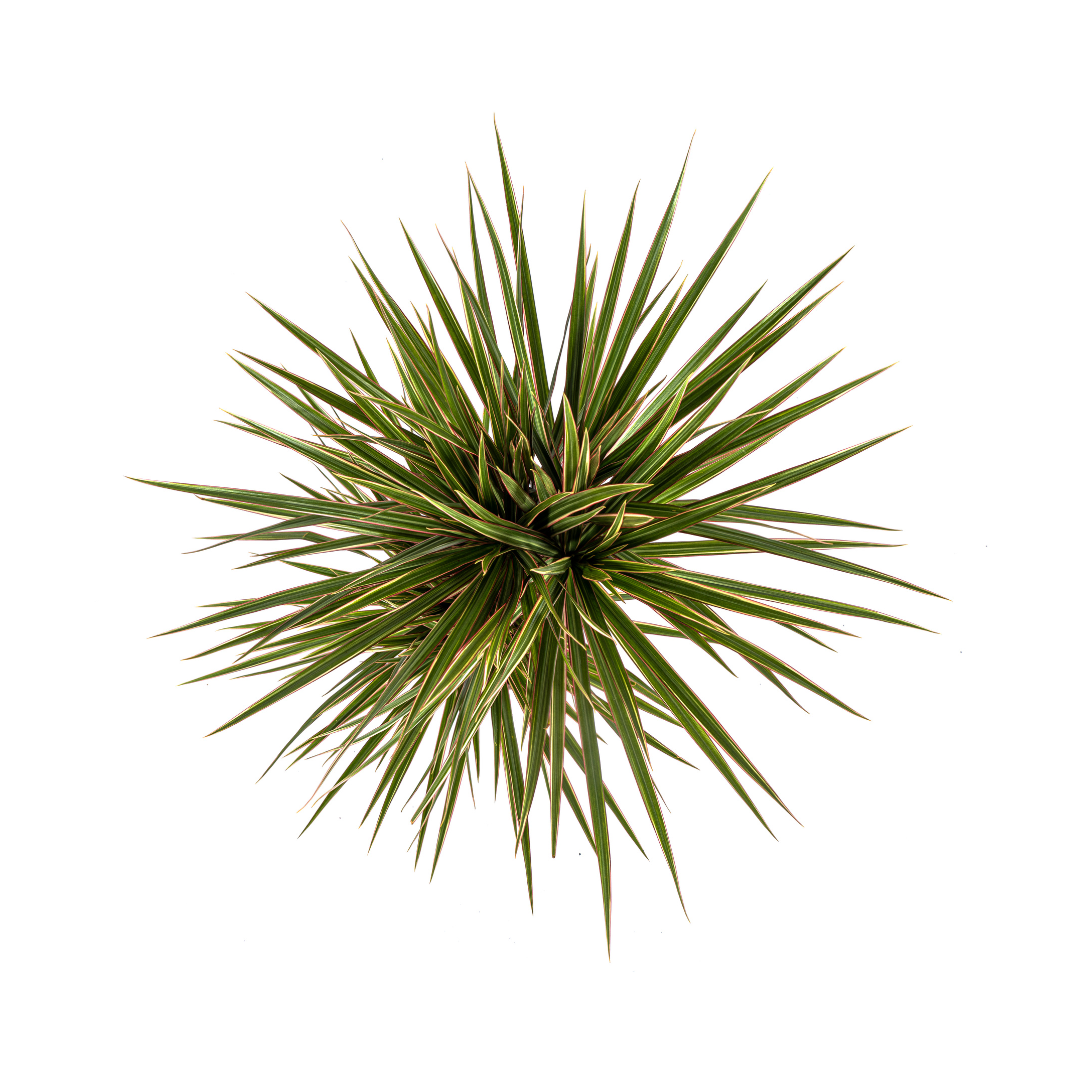 Dracaena Marginata Bicolor, plant in pot