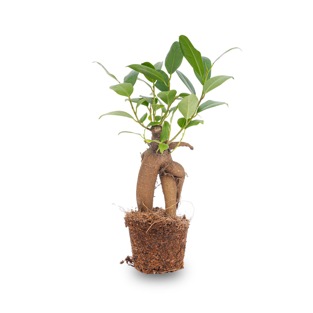 Ficus Ginseng bonsai - Microcarpa -  Potmaat Ø, detail van het blad
