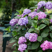 Hortensia Endless Summer Summer Love Purple