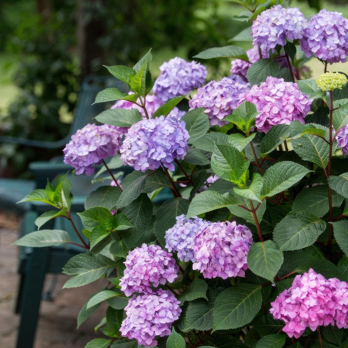 Hortensia Endless Summer Summer Love Purple, plant in pot