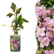 Clematis montana &