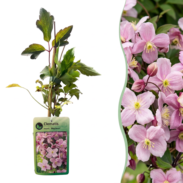 Clematis montana &
