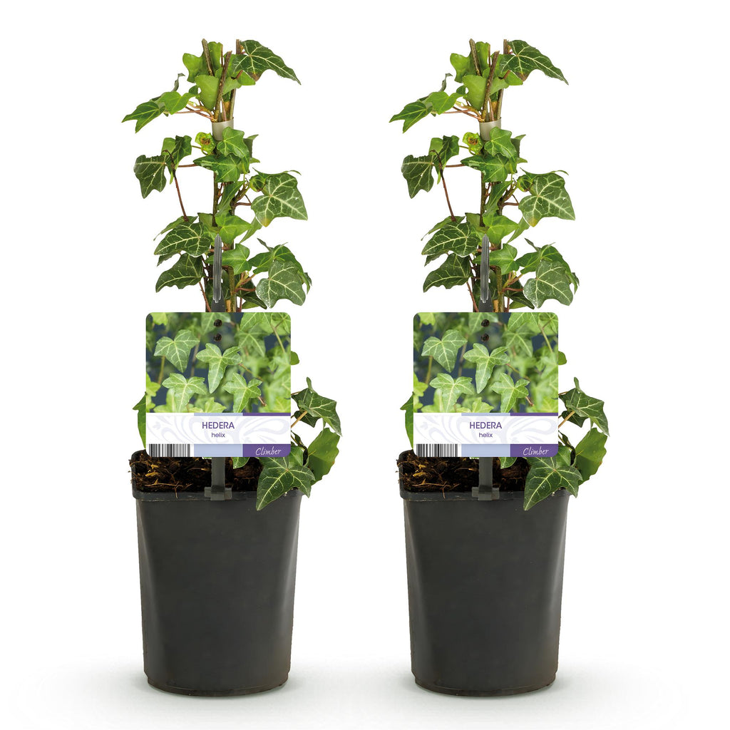 Hedera helix Glacier, plant voor tuin en border