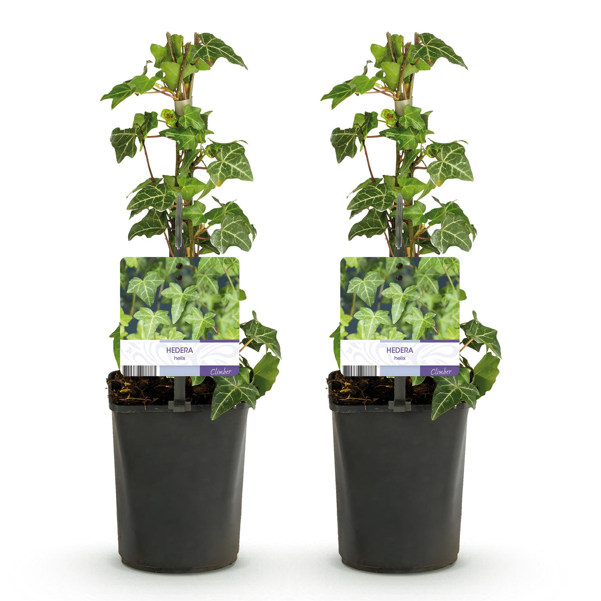 Hedera helix Glacier, plant voor tuin en border