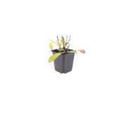 Helenium &