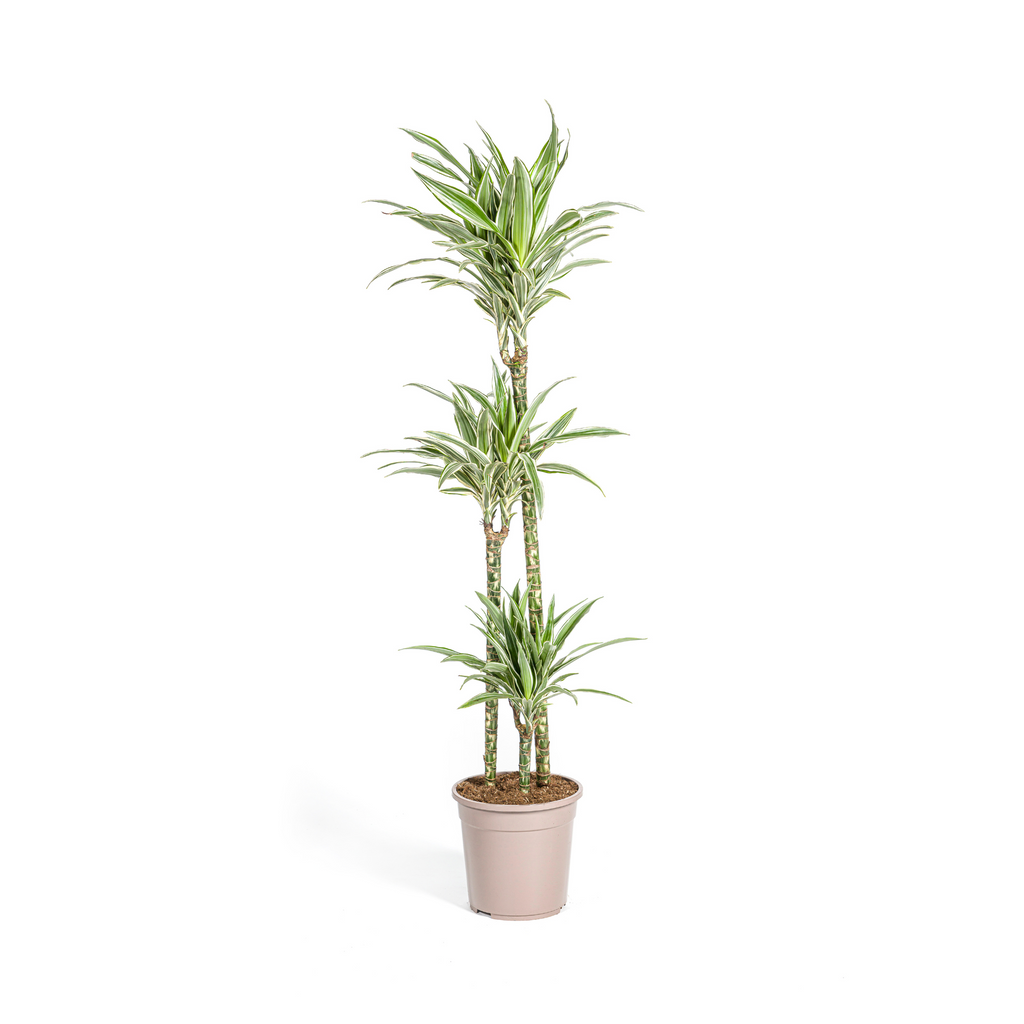 Dracaena Deremensis White Stripe, plant in pot
