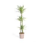 Dracaena Deremensis White Stripe, plant in pot