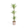Dracaena Deremensis White Stripe