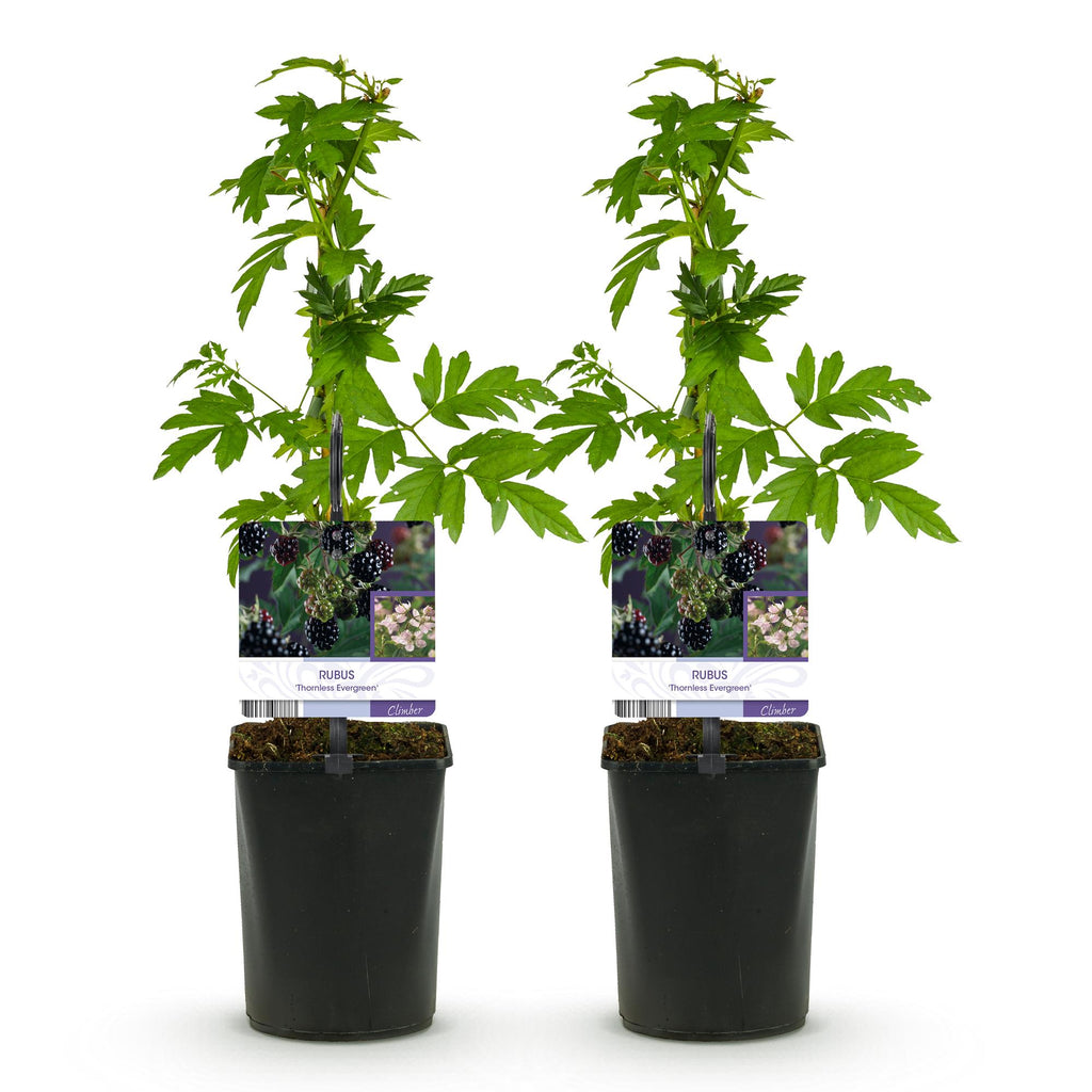 Braam, groeiwijze van de plant