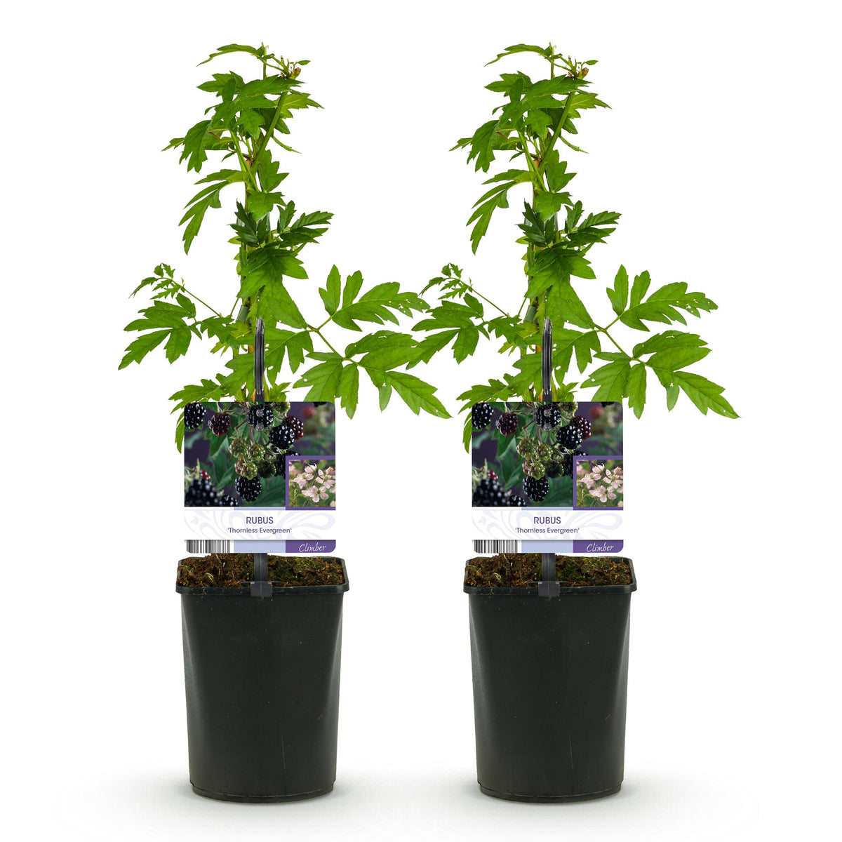 Braam, groeiwijze van de plant