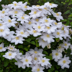 Clematis 'Miss Bateman' klimplant, wit, P9 pot, detail van het blad
