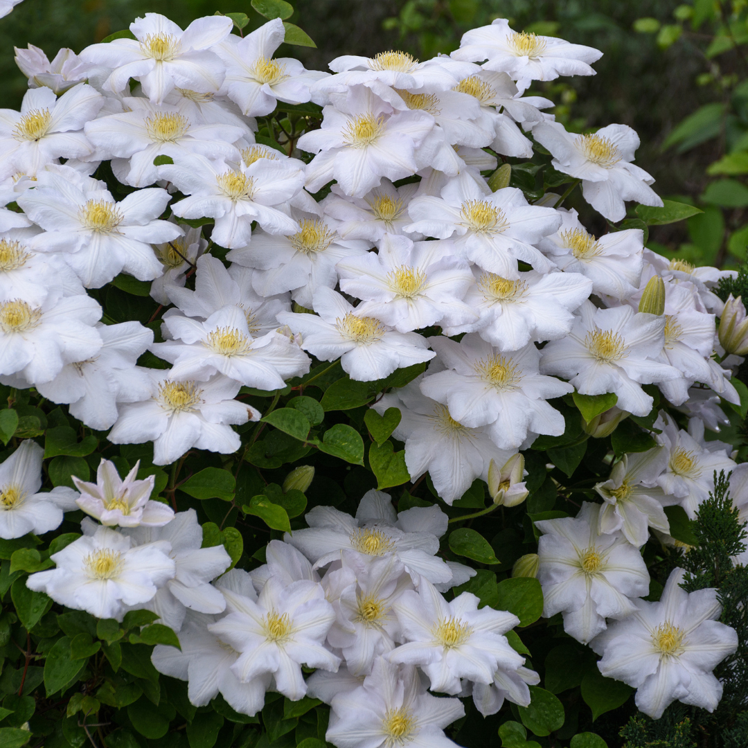 Clematis 'Miss Bateman' klimplant, wit, P9 pot, detail van het blad