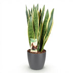 Sansevieria Laurentii, groene bladeren