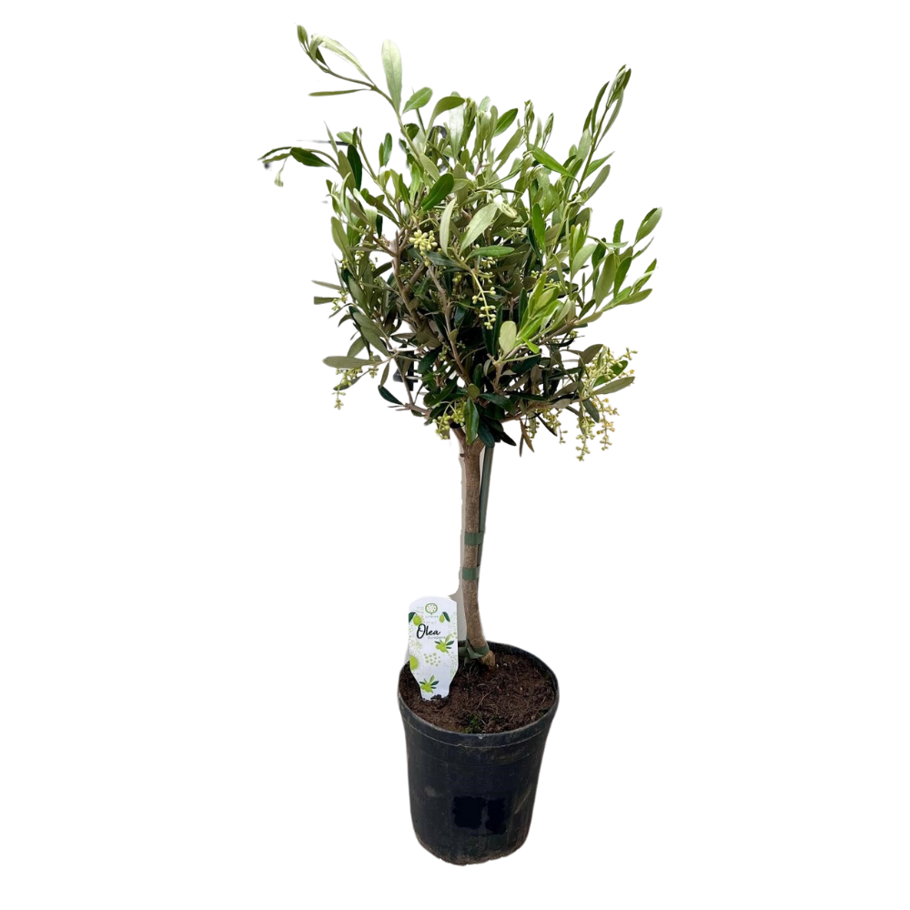 Olea europaea, olijfboom met zilvergroen blad, 60 cm hoog, plant in pot
