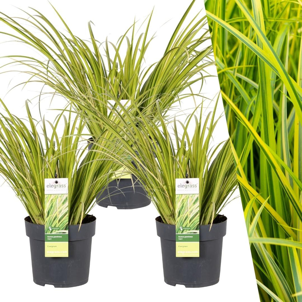 3 x Acorus gramineus 'Ogon', detail van het blad
