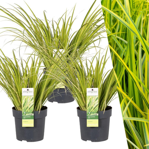 3 x Acorus gramineus 'Ogon', detail van het blad