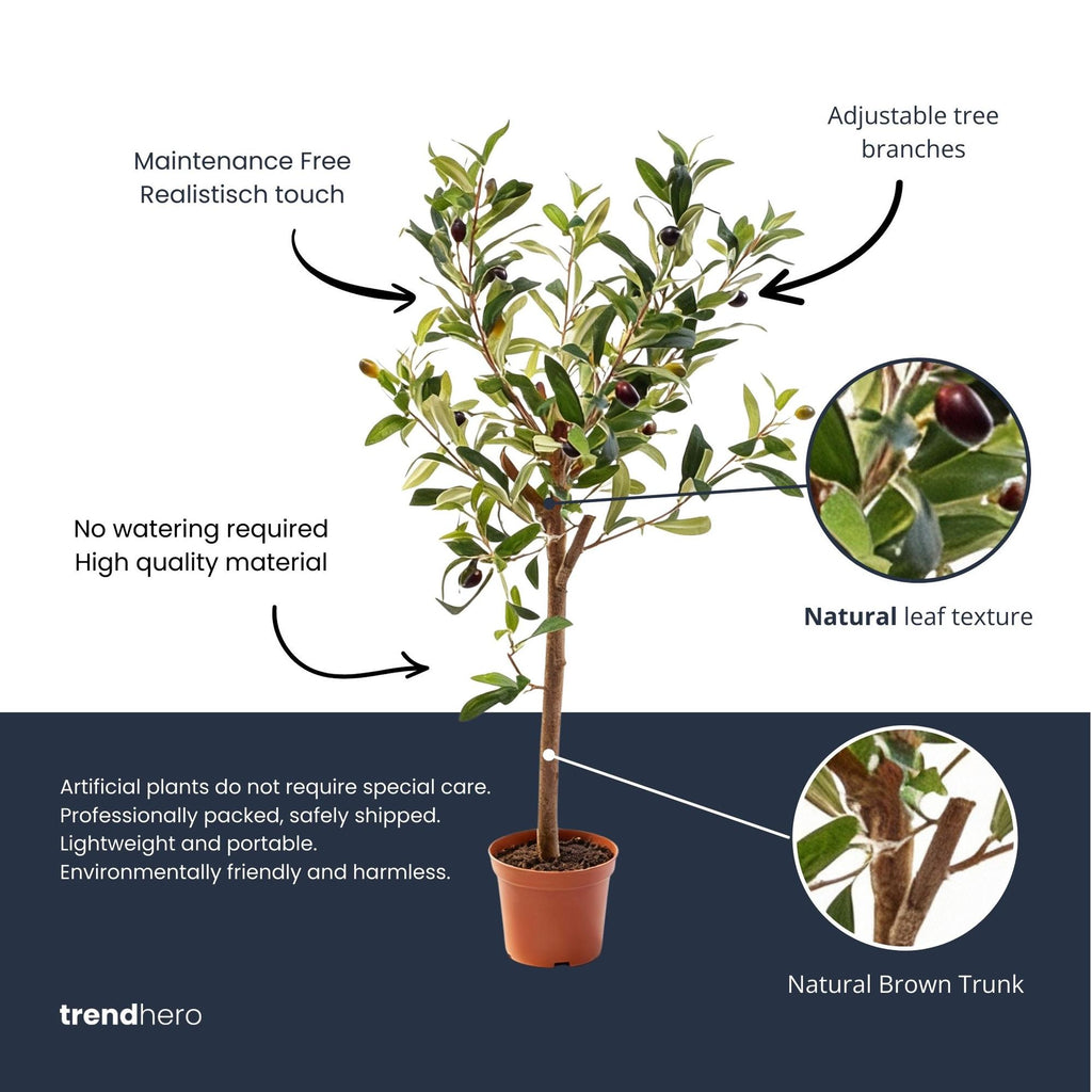 Olijfboom in pot, gezonde plant
