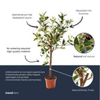 Olijfboom in pot, gezonde plant