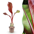 Sierbananenboom Musa Ensete Maurelli, plant in pot
