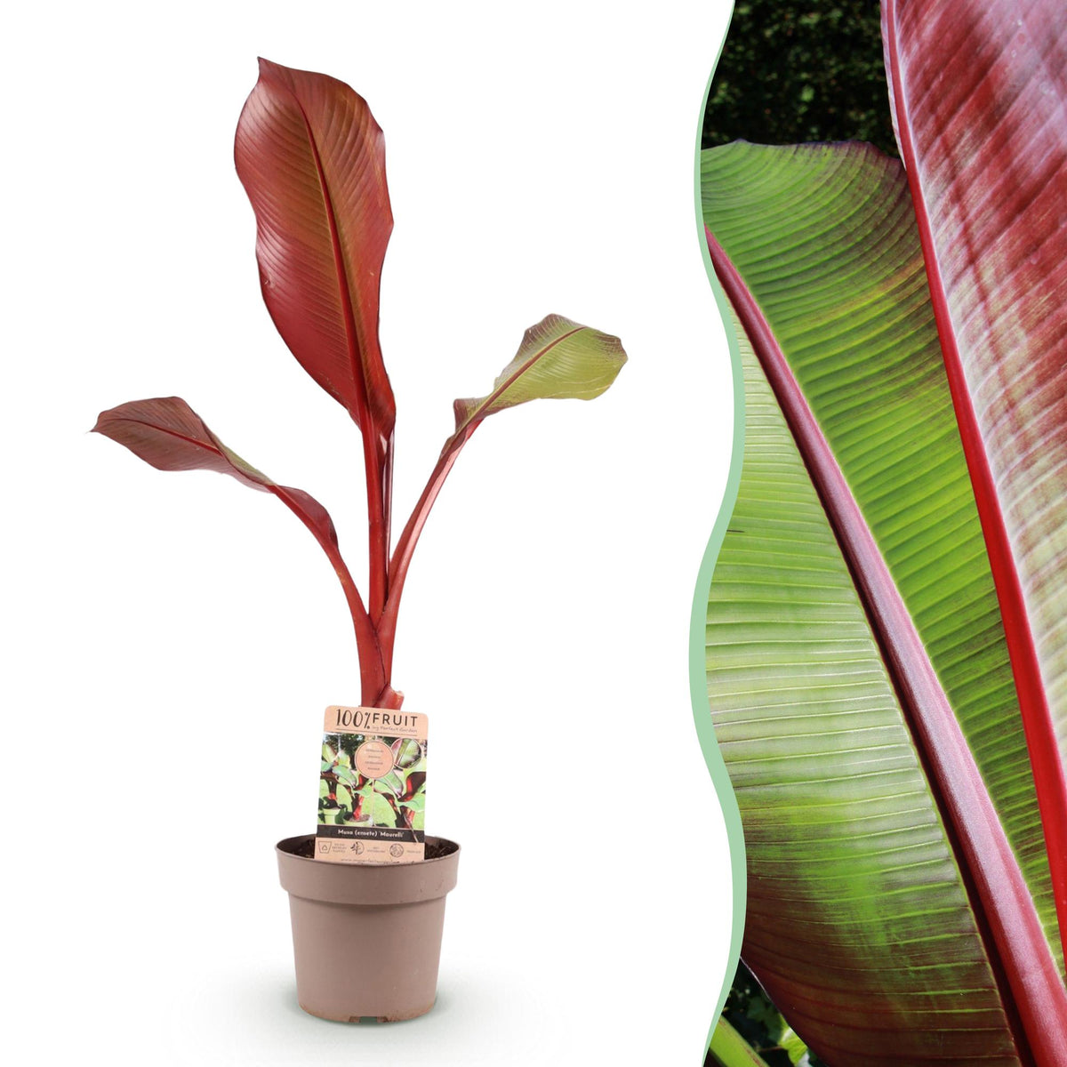 Sierbananenboom Musa Ensete Maurelli, plant in pot