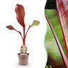 Sierbananenboom Musa Ensete Maurelli