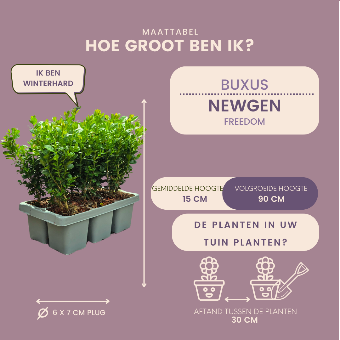 Buxus NewGen Freedom, groenblijvend, 2 sets van 6, 12 stuks, groene bladeren