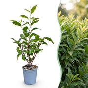 Portugese laurier Angustifolia