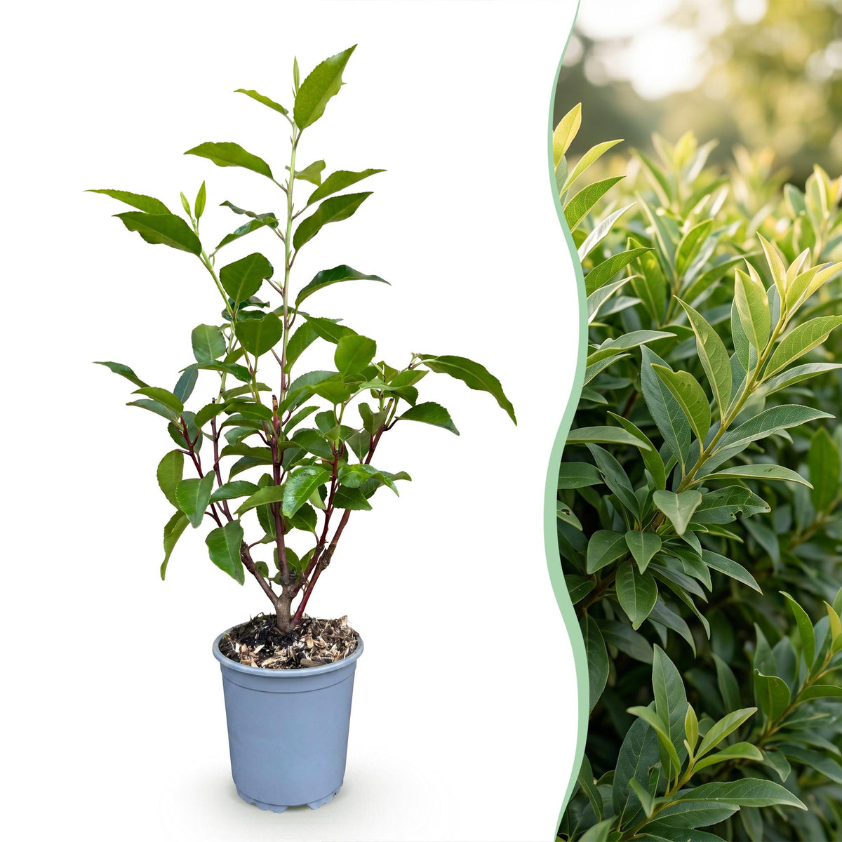 Portugese laurier Angustifolia, kenmerkend blad
