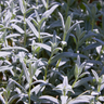 24x Cerastium tomentosum