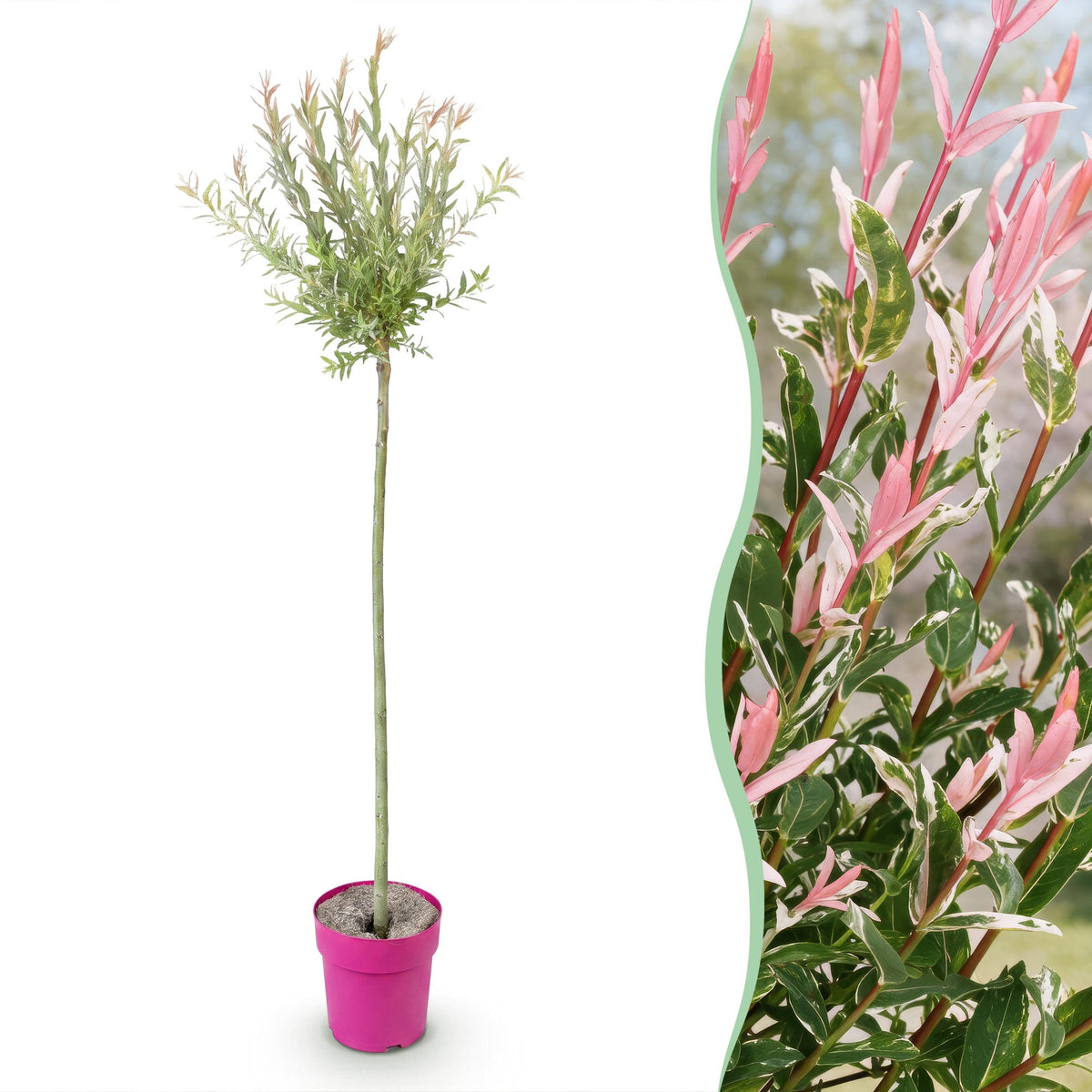 Salix Flamingo, bonte wilg met roze uitloop, plant in pot