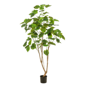 Kunstplant - Ficus umbellate - Afrikaanse vijg