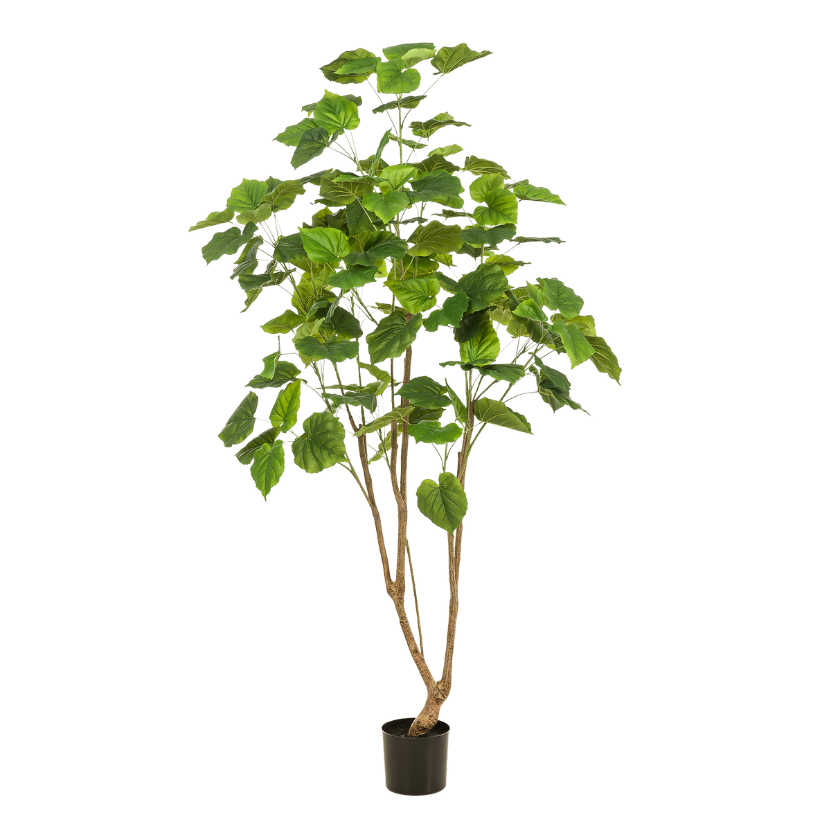 Kunstplant - Ficus umbellate - Afrikaanse vijg, groeiwijze van de plant