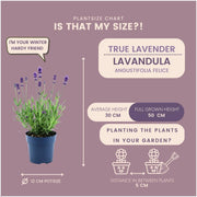 Echte lavendel Felice, set van 6 planten