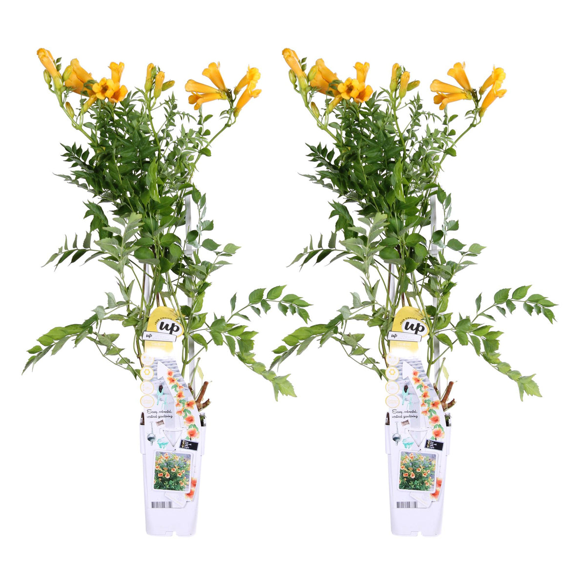Detailfoto van 2x - Campsis Summer Jazz 'Gold Trumpet'