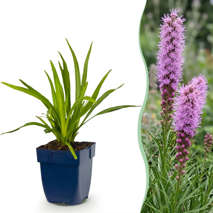Liatris spicata - Lampenkruid - Paars - 6 Planten