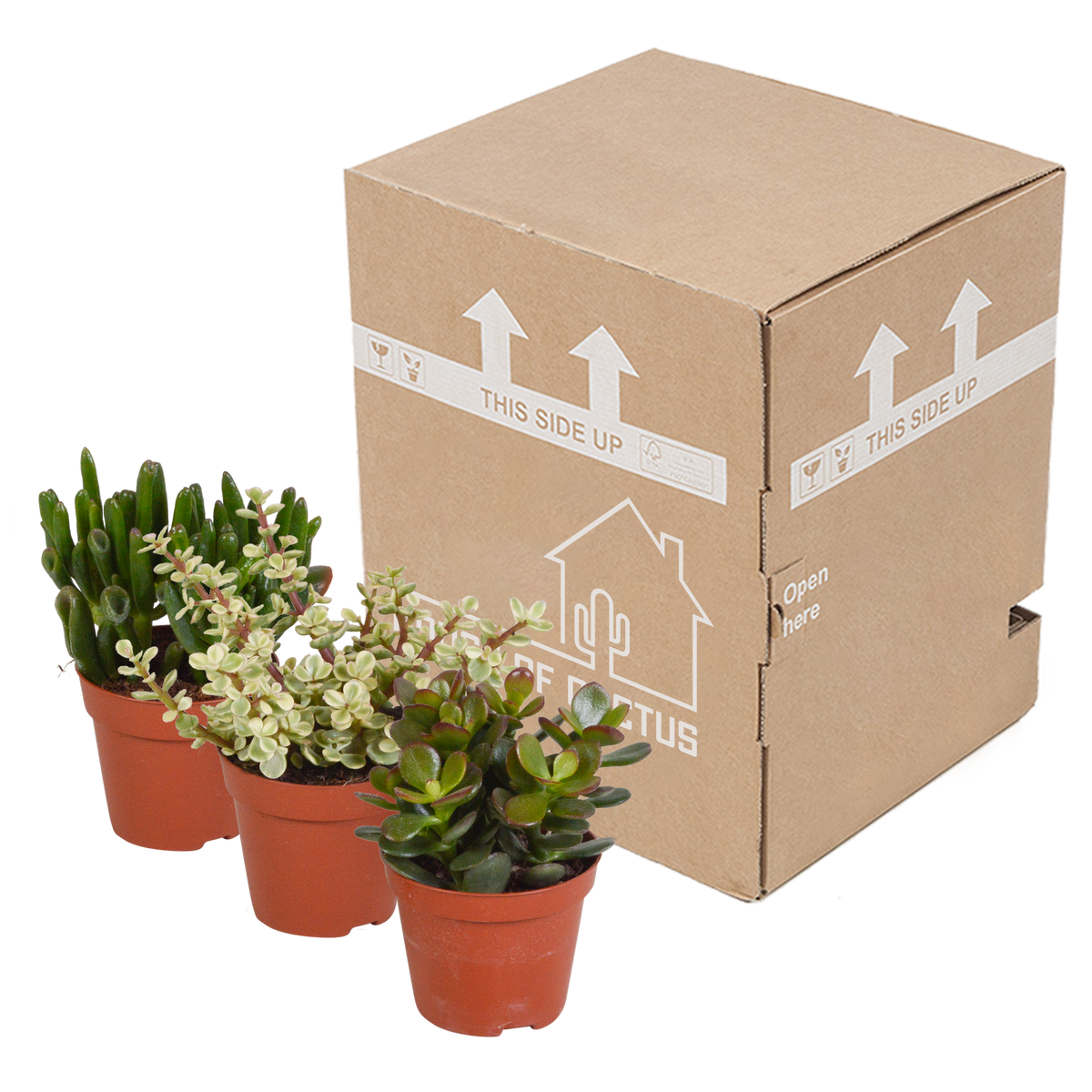 Productafbeelding van Pureplant