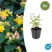 Hypericum inodorum &