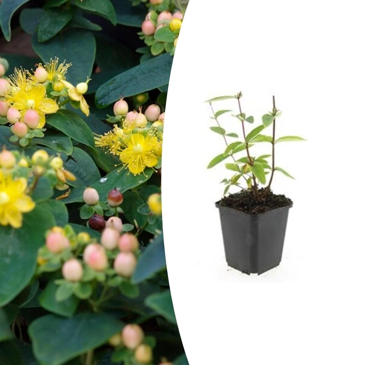 Hypericum inodorum 'Annebel', plant in pot