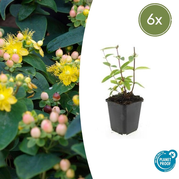 Hypericum inodorum &