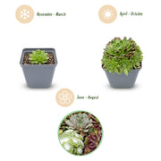 24x - Sempervivum Big Sam - Ø7cm - ↕10-12cm