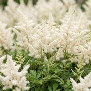 Pluimspirea (J) Deutschland