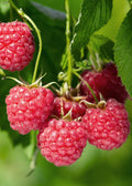 Productfoto van Rubus idaeus 'Malling Promise' - Framboos