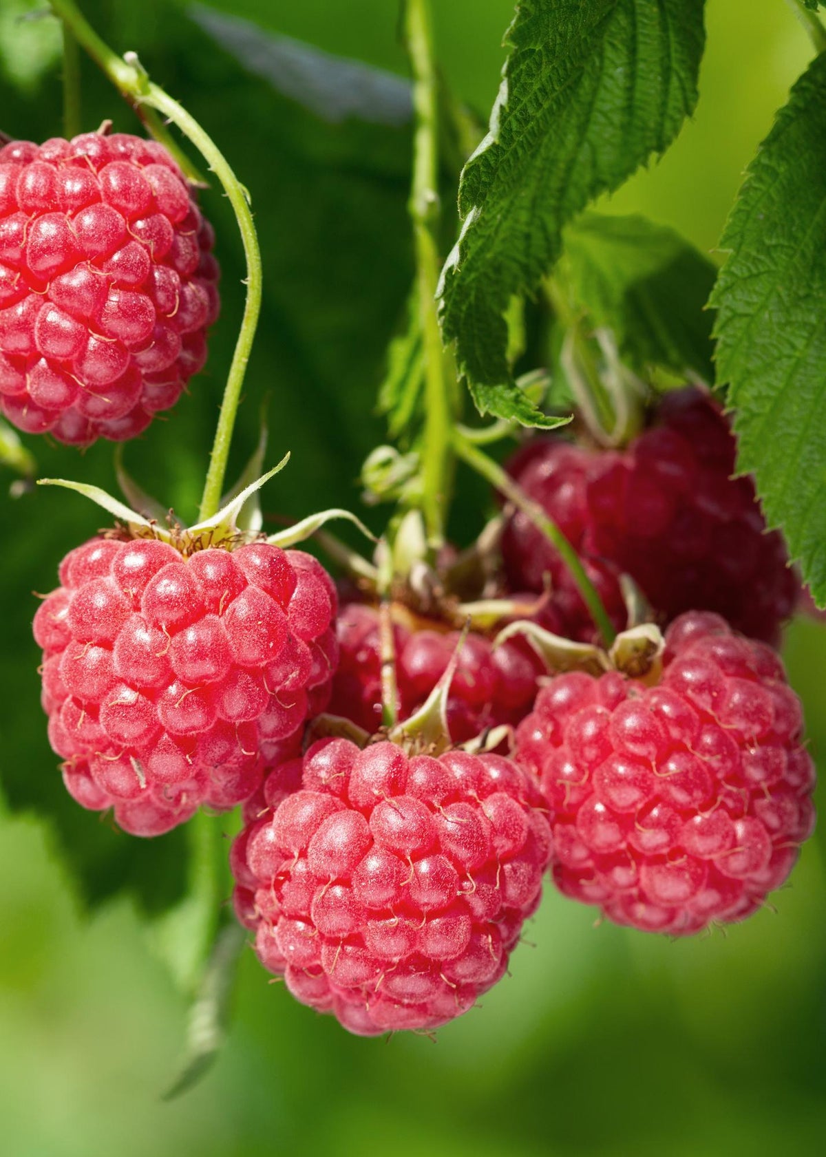 Productfoto van Rubus idaeus 'Malling Promise' - Framboos